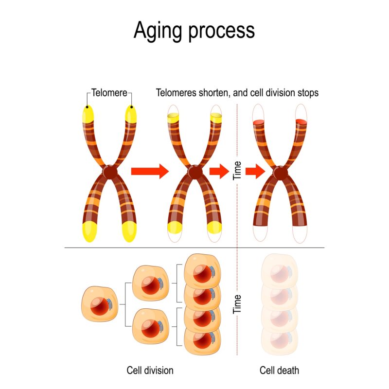 What is senescence 