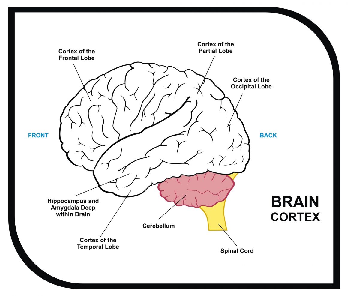 The Long-Term Effects of Concussions for the Aging Brain