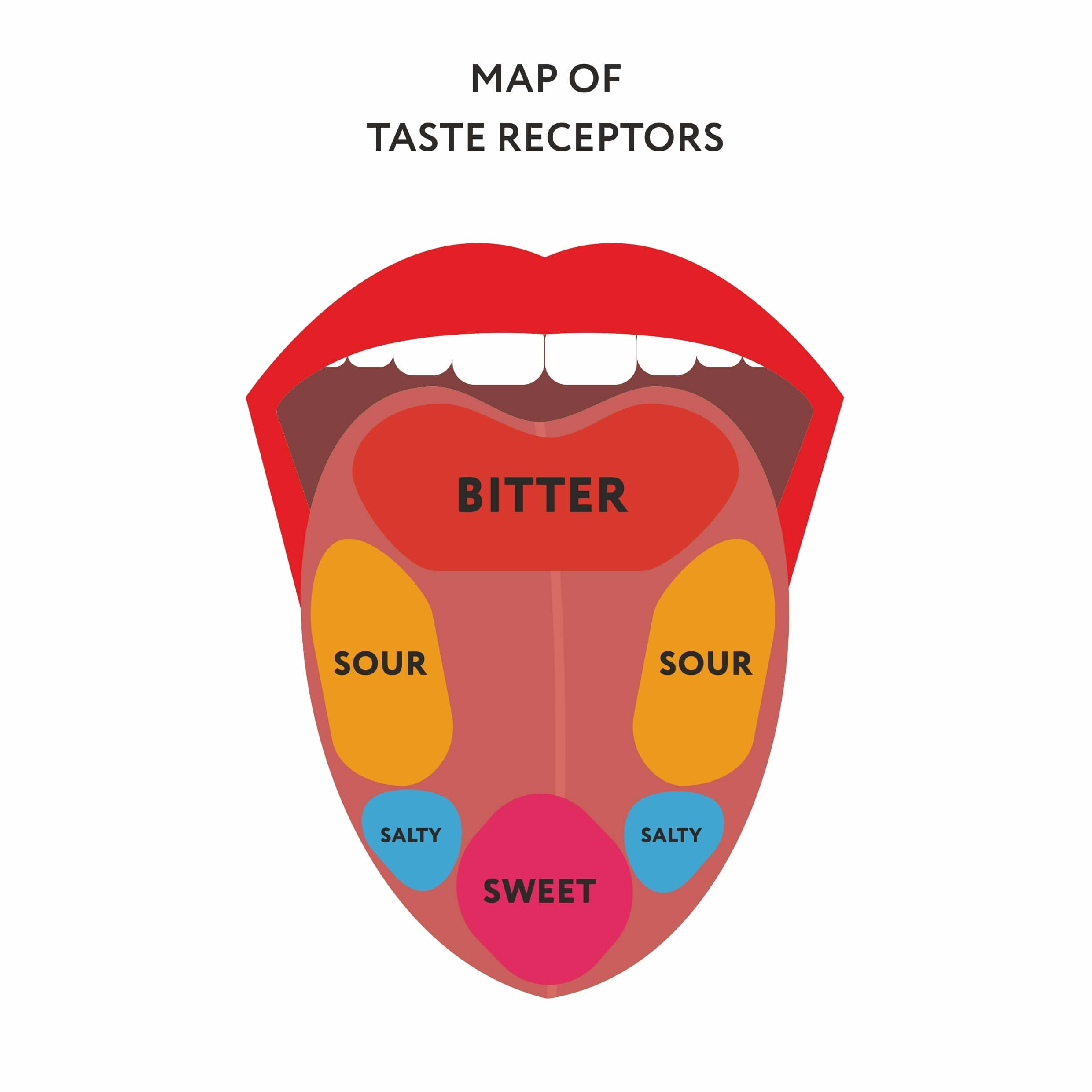 Вкус умами что это. Вкус умами. Зоны вкуса на языке. Вкус умами на языке. Модель языка с вкусовыми зонами.