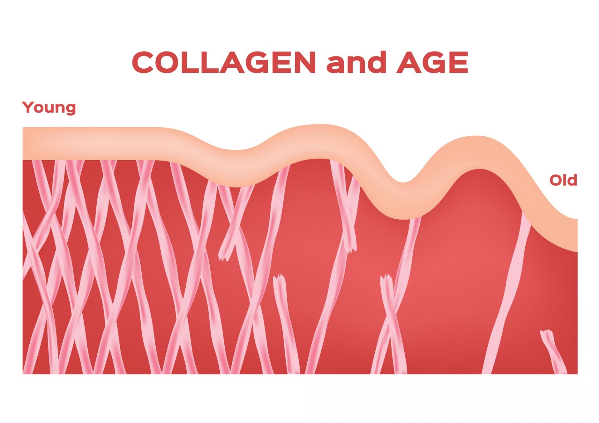 Steps you can take to maintain healthy collagen levels