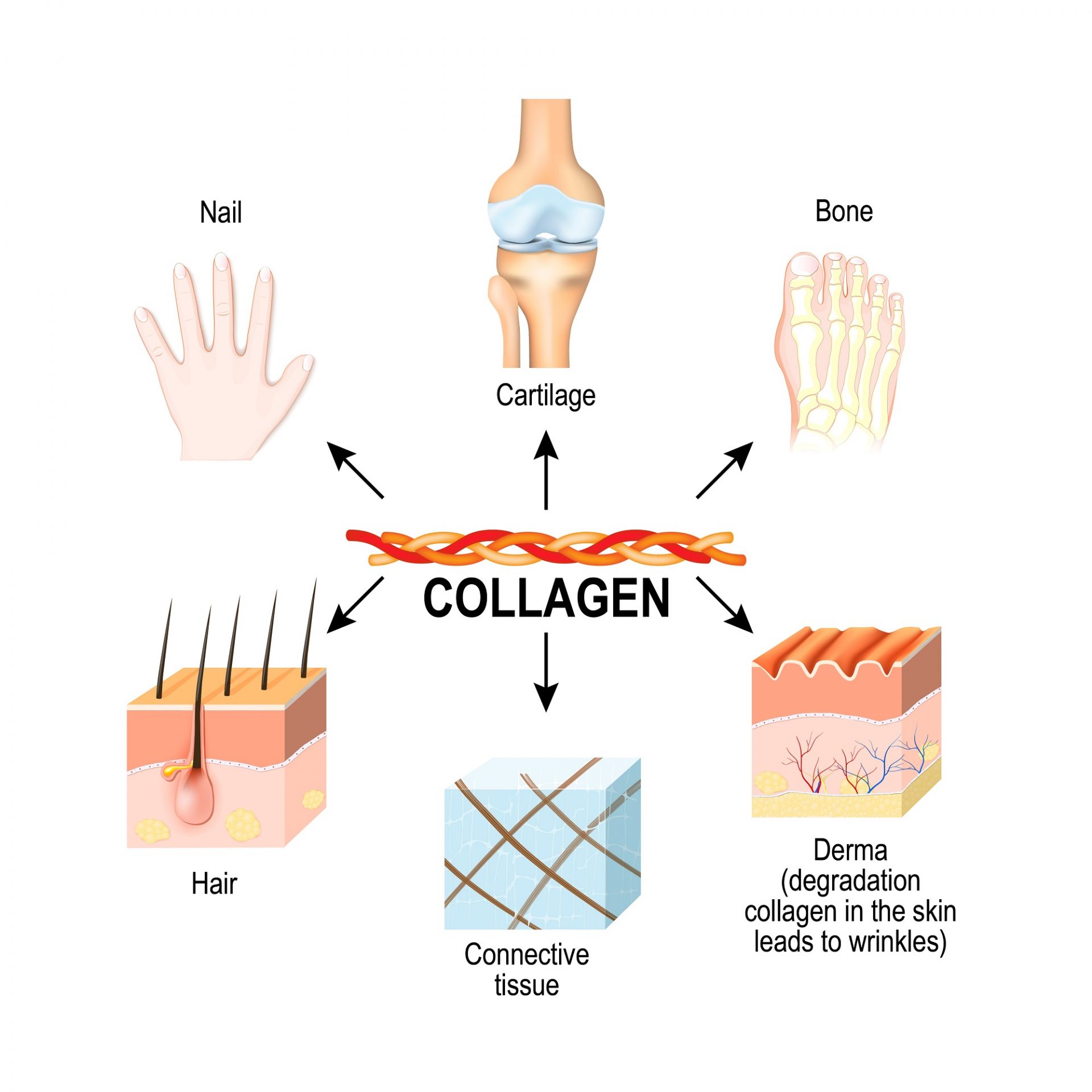 Steps You Can Take To Maintain Healthy Collagen Levels steps-you-can-take-to-maintain-healthy-collagen-levels