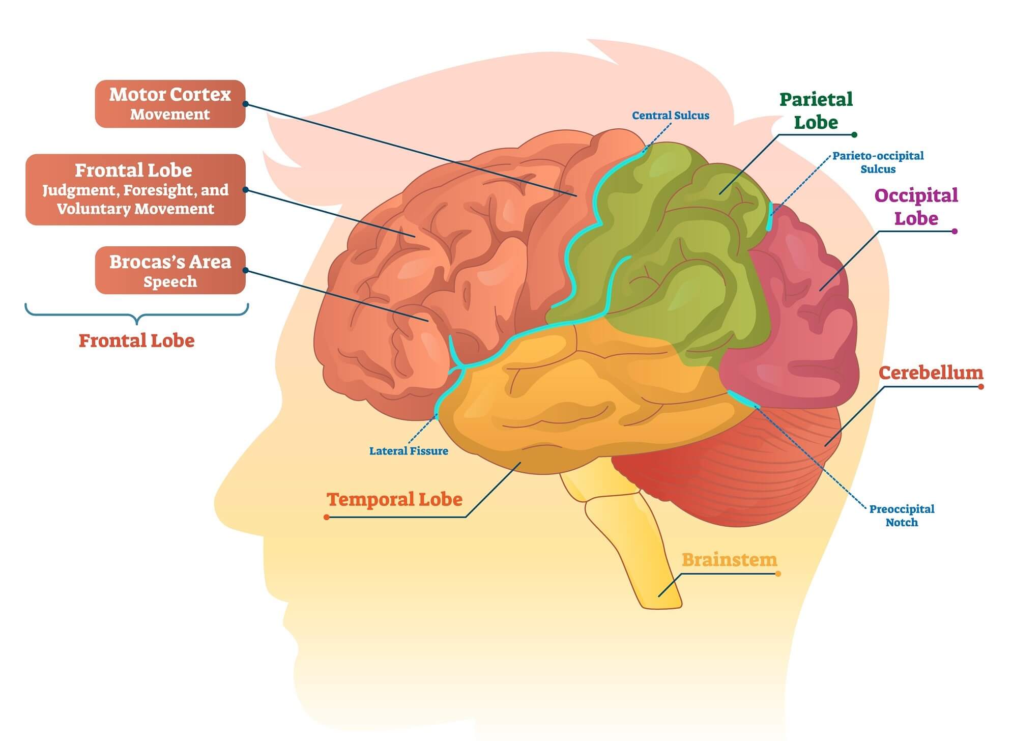 The Impact Of Laughter On Cognitive Health the-impact-of-laughter-on-cognitive-health