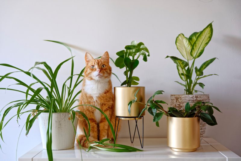 Cognitive health and plants