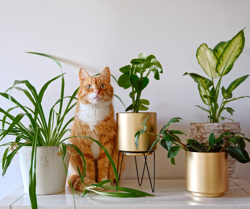 Cognitive health and plants