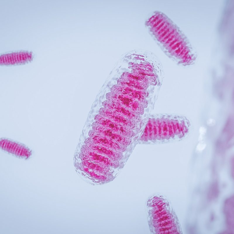 Mitochondria