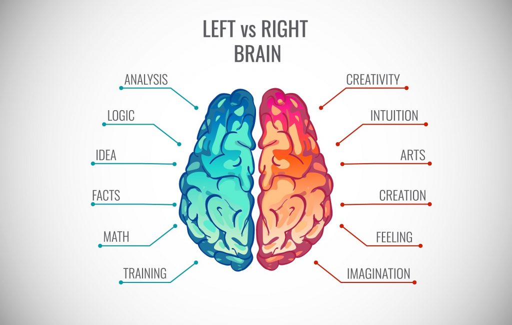 Common Myths About The Brain common-myths-about-the-brain